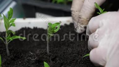 大棚农户苗木培育及选择.. 园丁的手心里`番茄幼苗。 绿色